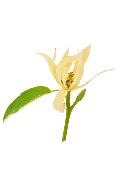 Magnolia Touch dilué en applicateur à bille dōTERRA, 10 ml