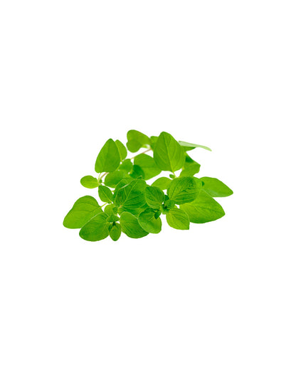 Marjolaine huile essentielle dōTERRA, 15 ml