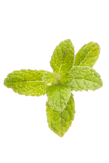 Menthe poivrée (Peppermint) Touch diluée en applicateur à bille dōTERRA, 10 ml