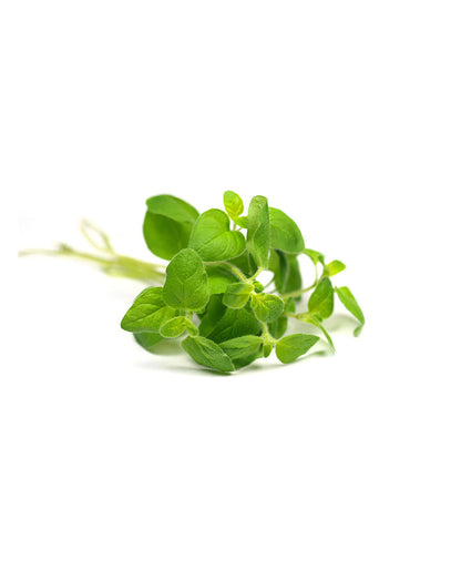 Origan huile essentielle dōTERRA, 15 ml