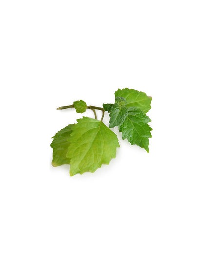 Patchouli (Pogostemon cablin) huile essentielle dōTERRA, 15 ml